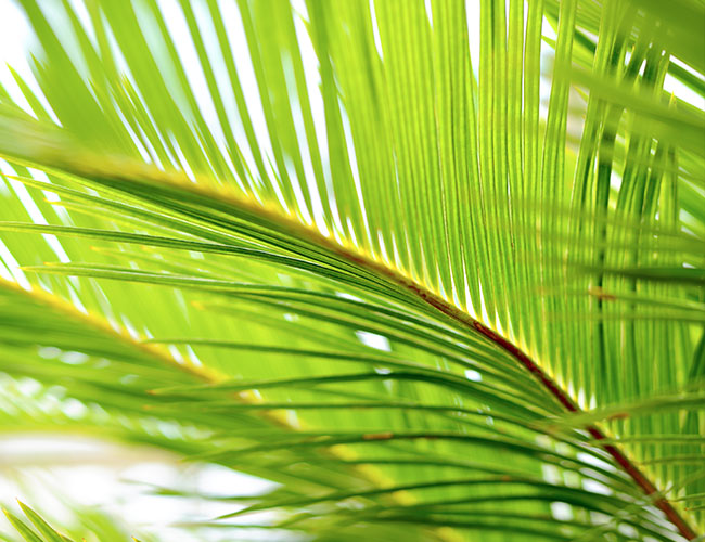 Palm Sunday - April 14