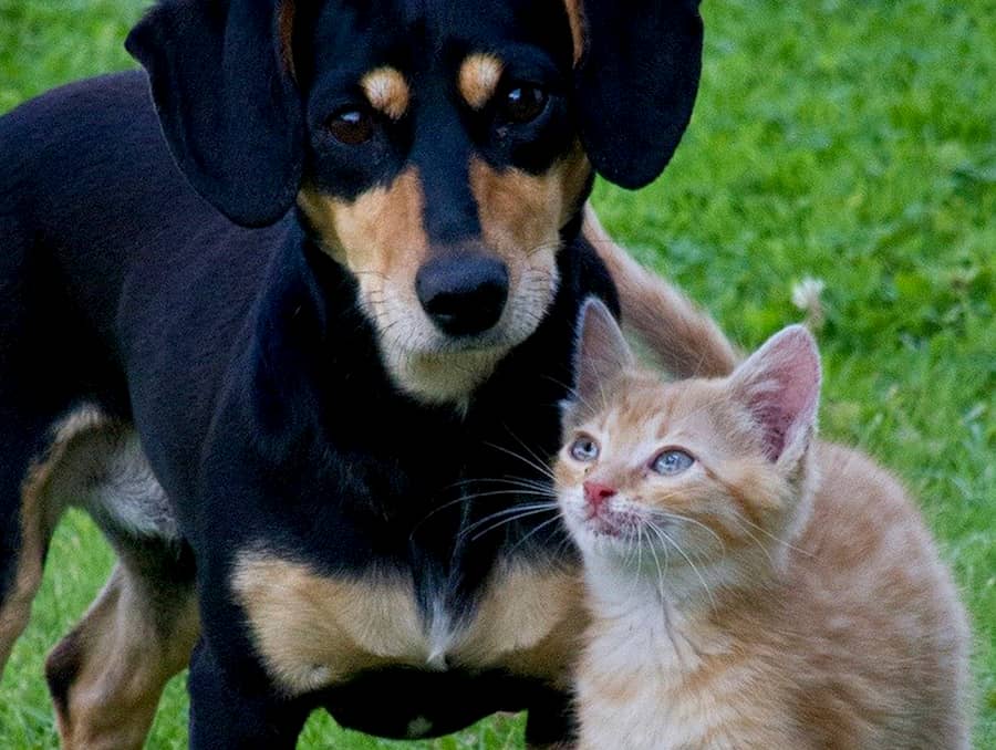 Home Blessing of the Animals